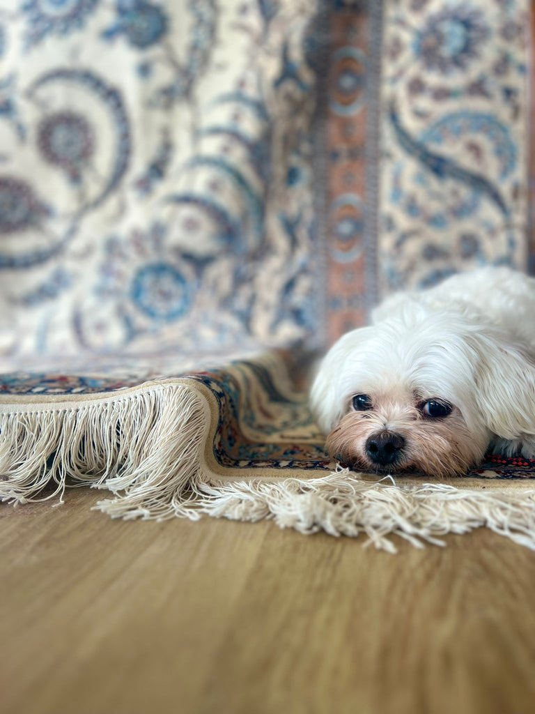 Top Dog-Friendly Rugs
